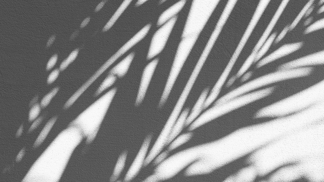 Обои тень, пальма, стена, ветки
