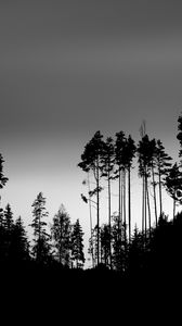 Превью обои тени, силуэты, деревья, лес, небо, темный, черный