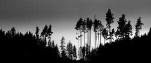 Превью обои тени, силуэты, деревья, лес, небо, темный, черный