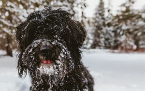 Превью обои тибетский терьер, собака, черный, лохматый, снег