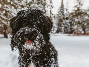 Превью обои тибетский терьер, собака, черный, лохматый, снег