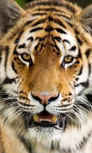 Превью обои тигр, агрессия, морда, открытый рот