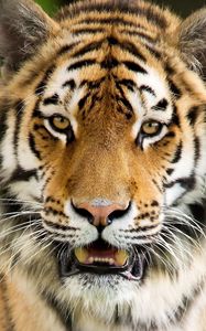 Превью обои тигр, агрессия, морда, открытый рот