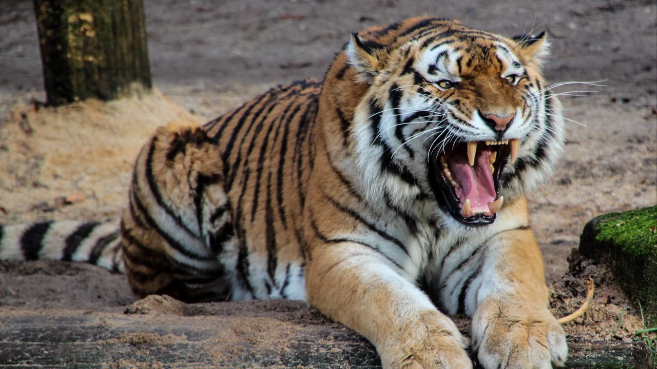 Обои тигр, агрессия, оскал, хищник, большая кошка