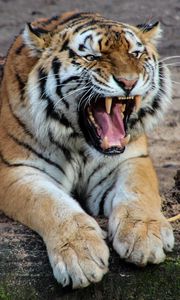 Превью обои тигр, агрессия, оскал, хищник, большая кошка