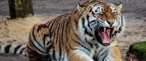 Превью обои тигр, агрессия, оскал, хищник, большая кошка