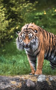 Превью обои тигр, агрессия, оскал, морда, трава