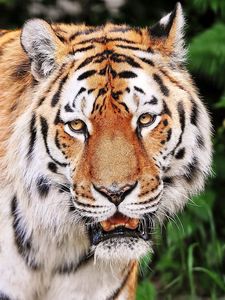 Превью обои тигр, агрессия, полосатый, морда