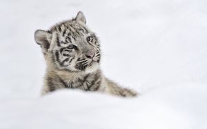 Превью обои тигр, альбинос, детеныш, снег