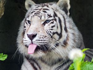 Превью обои тигр, альбинос, язык, полосы, хищник, животное, природа