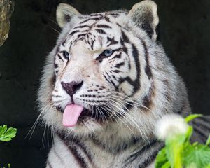 Превью обои тигр, альбинос, язык, полосы, хищник, животное, природа