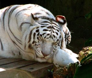 Превью обои тигр, альбинос, лежать, сон