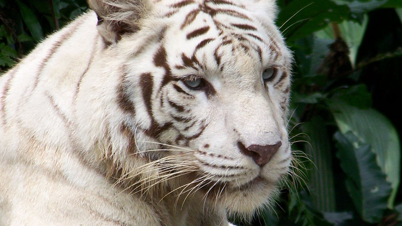 Обои тигр, альбинос, морда, полосатый