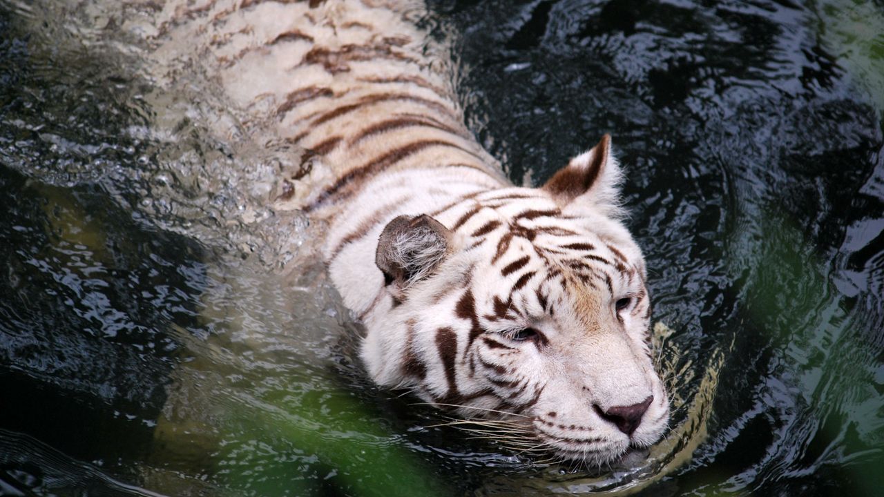 Обои тигр, альбинос, плавать, вода, большая кошка, хищник