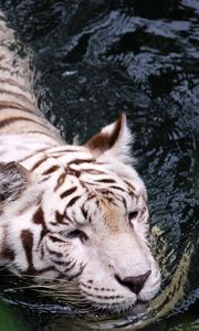 Превью обои тигр, альбинос, плавать, вода, большая кошка, хищник