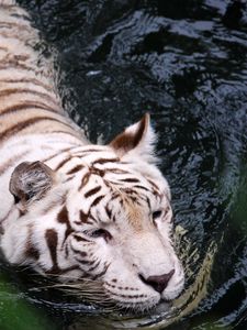 Превью обои тигр, альбинос, плавать, вода, большая кошка, хищник