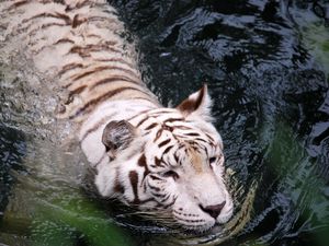 Превью обои тигр, альбинос, плавать, вода, большая кошка, хищник
