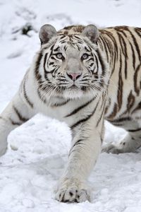 Превью обои тигр, альбинос, снег, зима