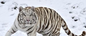 Превью обои тигр, альбинос, снег, зима