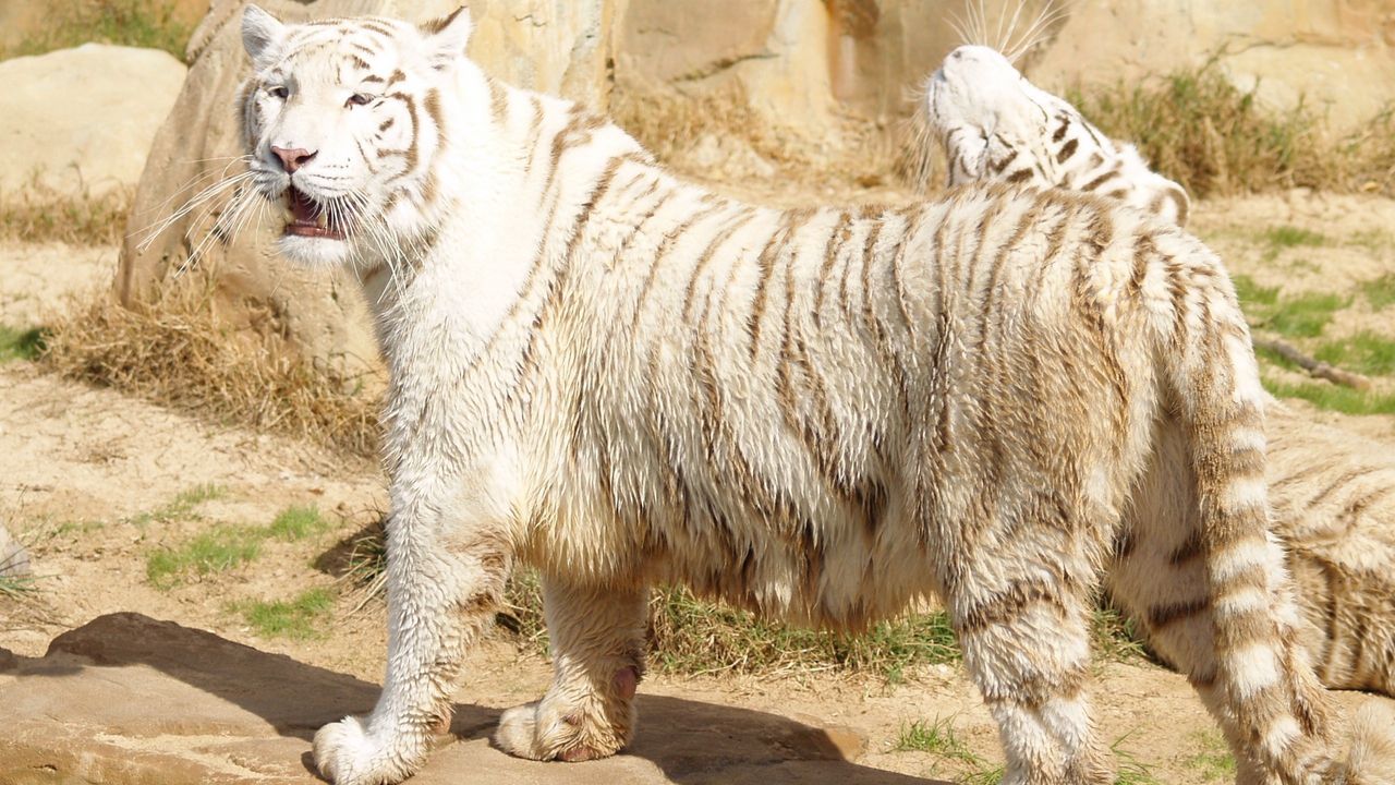 Обои тигр, альбинос, толстый, стоять