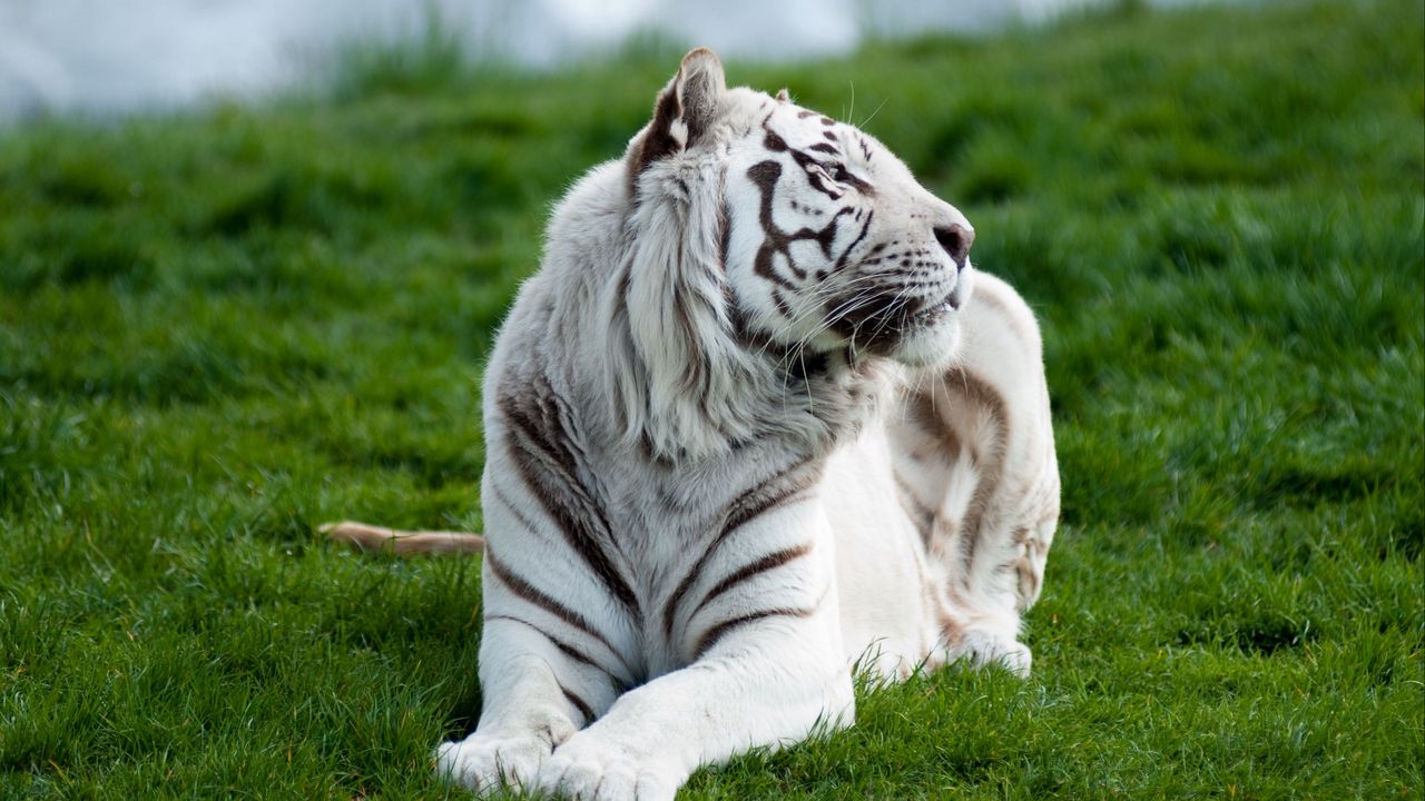 Обои тигр, альбинос, трава, лежать, хищник, большая кошка