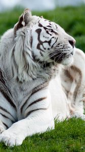 Превью обои тигр, альбинос, трава, лежать, хищник, большая кошка