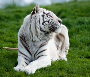 Превью обои тигр, альбинос, трава, лежать, хищник, большая кошка