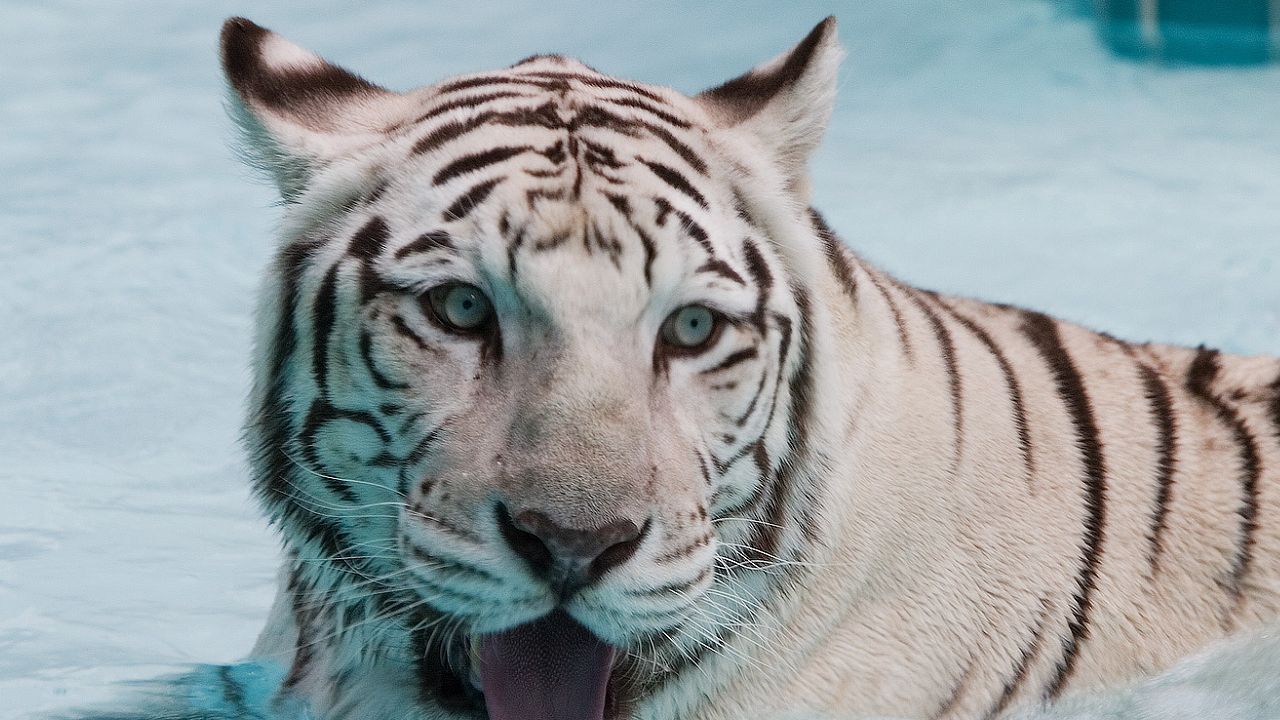 Обои тигр, альбинос, вода, плавать, морда, большая кошка, хищник