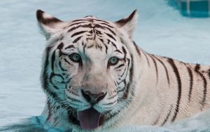 Превью обои тигр, альбинос, вода, плавать, морда, большая кошка, хищник