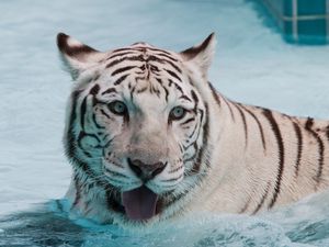 Превью обои тигр, альбинос, вода, плавать, морда, большая кошка, хищник