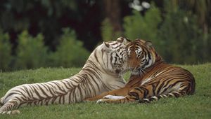 Превью обои тигр, амурский, белый, пара, забота