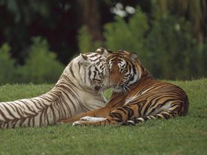 Превью обои тигр, амурский, белый, пара, забота