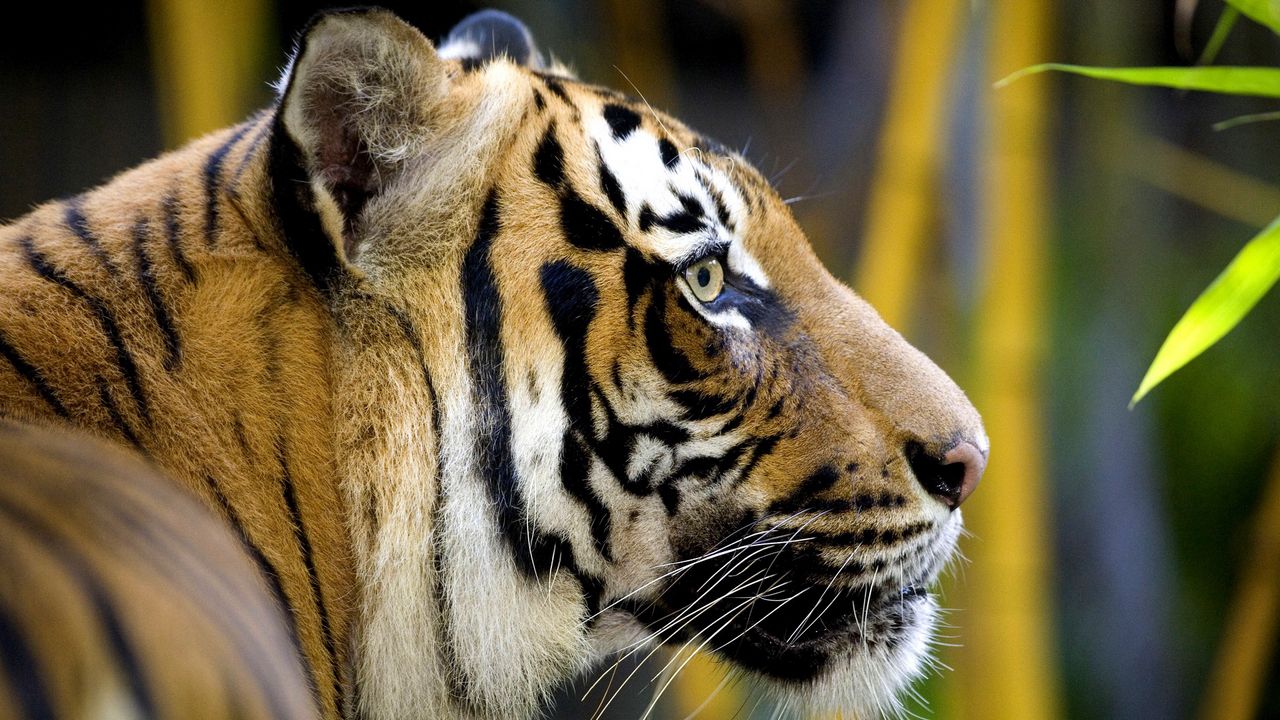 Обои тигр, бамбук, голова, джунгли, большая кошка, листья, мех, морда, окрас, полоски, профиль, усы, хищник, шерсть