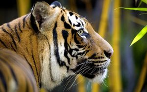 Превью обои тигр, бамбук, голова, джунгли, большая кошка, листья, мех, морда, окрас, полоски, профиль, усы, хищник, шерсть