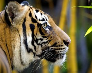 Превью обои тигр, бамбук, голова, джунгли, большая кошка, листья, мех, морда, окрас, полоски, профиль, усы, хищник, шерсть