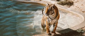 Превью обои тигр, бассейн, большая кошка, хищник