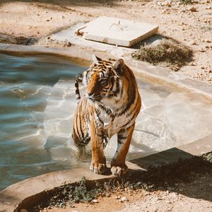 Превью обои тигр, бассейн, большая кошка, хищник