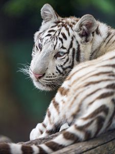 Превью обои тигр, белый, альбинос, хищник, зверь