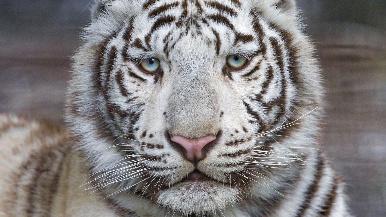 Обои тигр, белый, альбинос, хищник, зверь