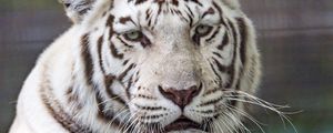 Превью обои тигр, белый, хищник, большая кошка, дикая природа
