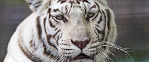 Превью обои тигр, белый, хищник, большая кошка, дикая природа