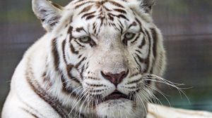 Превью обои тигр, белый, хищник, большая кошка, дикая природа