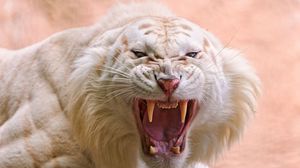 Превью обои тигр, белый, полосатый, оскал, злость