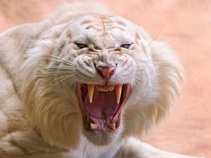 Превью обои тигр, белый, полосатый, оскал, злость