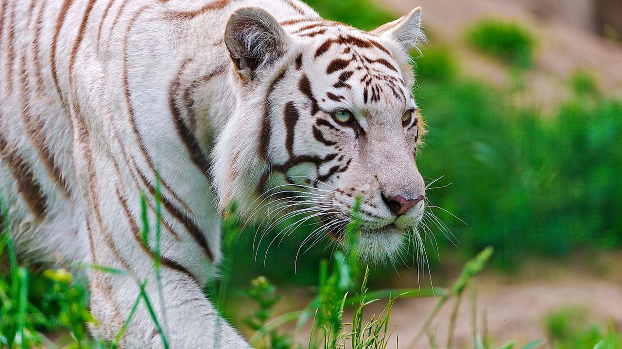Обои тигр, белый, полосатый, большая кошка