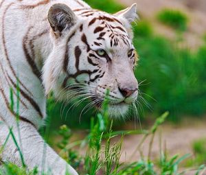 Превью обои тигр, белый, полосатый, большая кошка