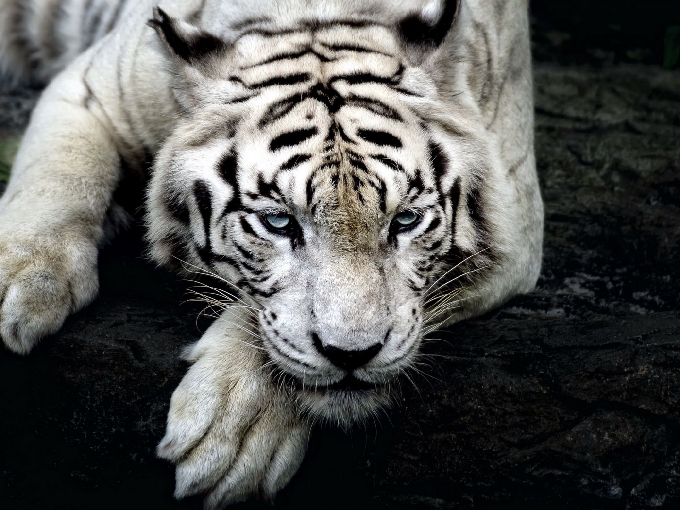 Картинки на аву тигр
