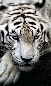 Превью обои тигр, белый тигр, хищник, взгляд, лапа