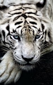 Превью обои тигр, белый тигр, хищник, взгляд, лапа