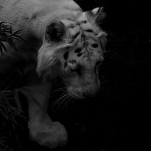 Превью обои тигр, белый тигр, хищник, тени, темный